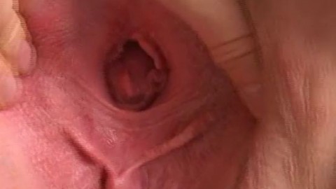 GREAT FAT ASS ANAL pussy close up