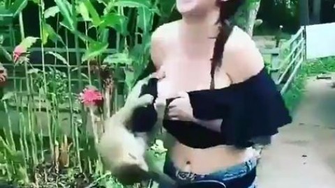 Monkey flashed girl's boobs