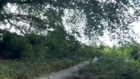 planesgirl outdoor young girl porn