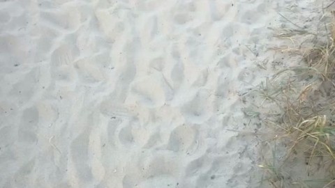 Asian_Porn_GIF_36756891