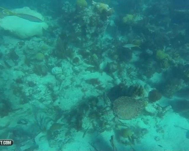GAYPORNFILE COM BrentEverett A Caribbean Underwater Adventure 720p